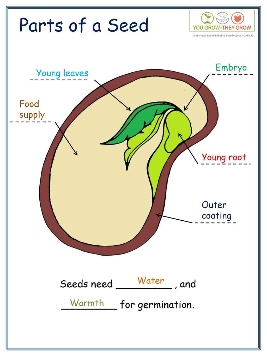 parts of a seed diagram