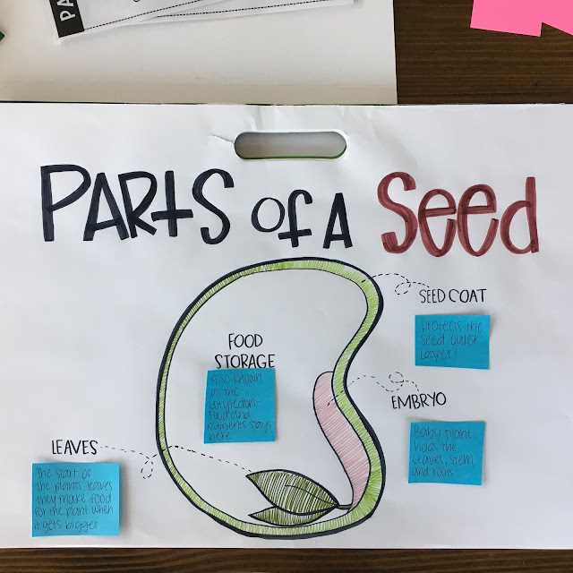 parts of a seed diagram