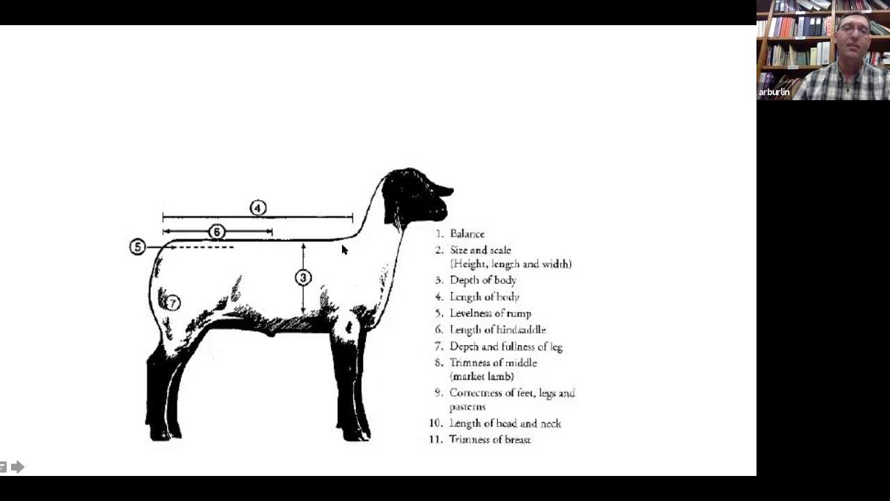 parts of a sheep diagram