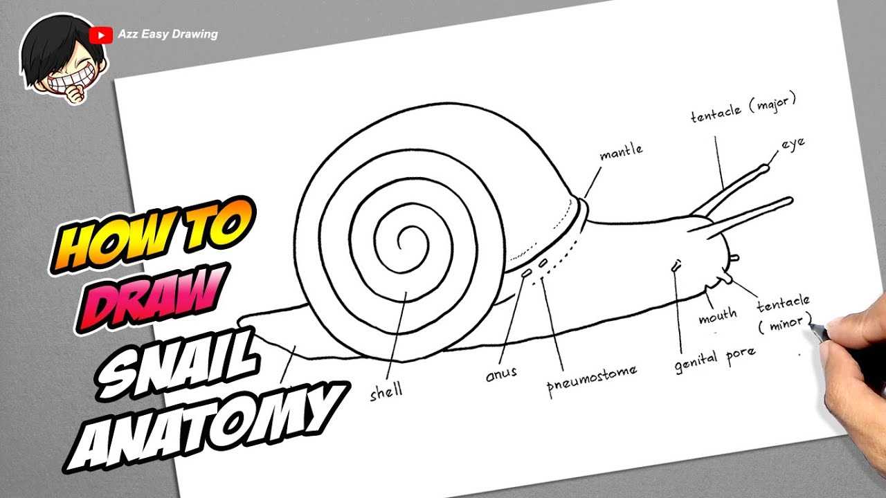 parts of a snail diagram