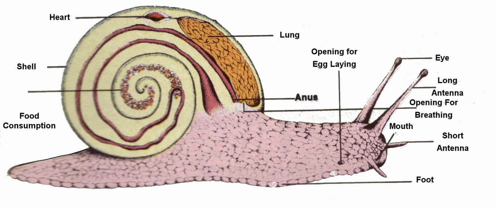 parts of a snail diagram