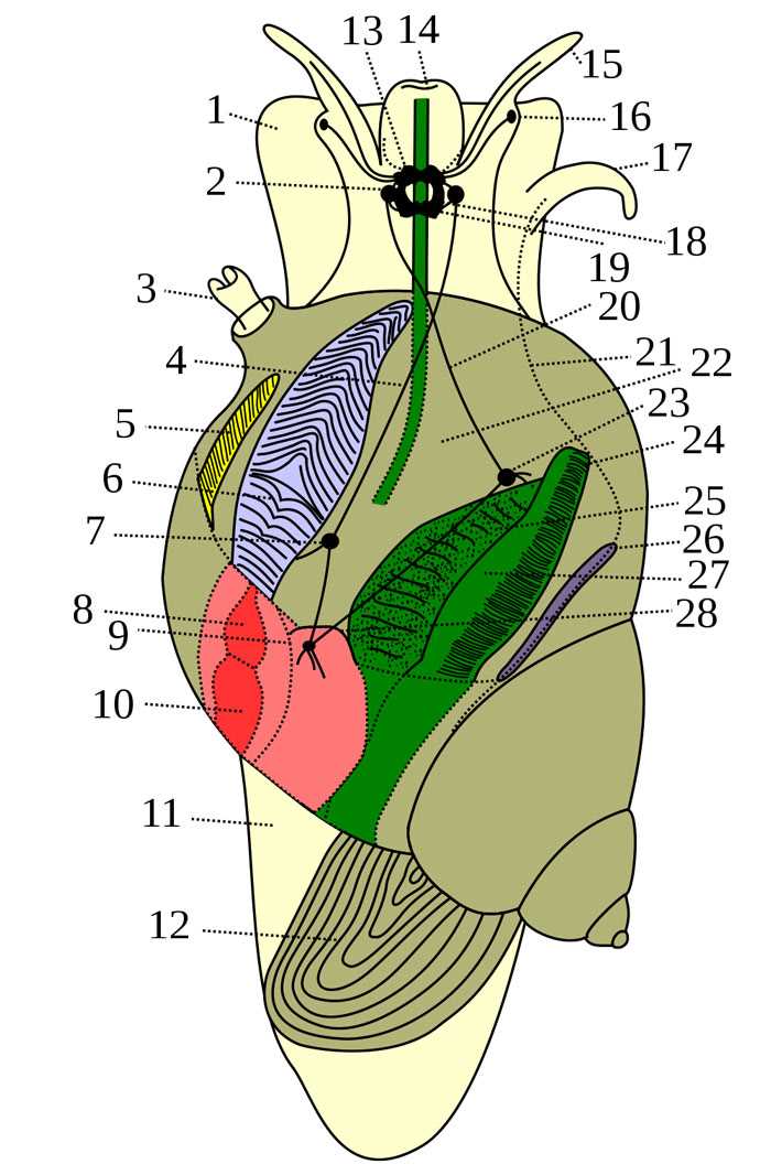 parts of a snail diagram