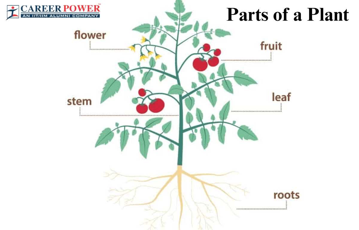 parts of a stem diagram