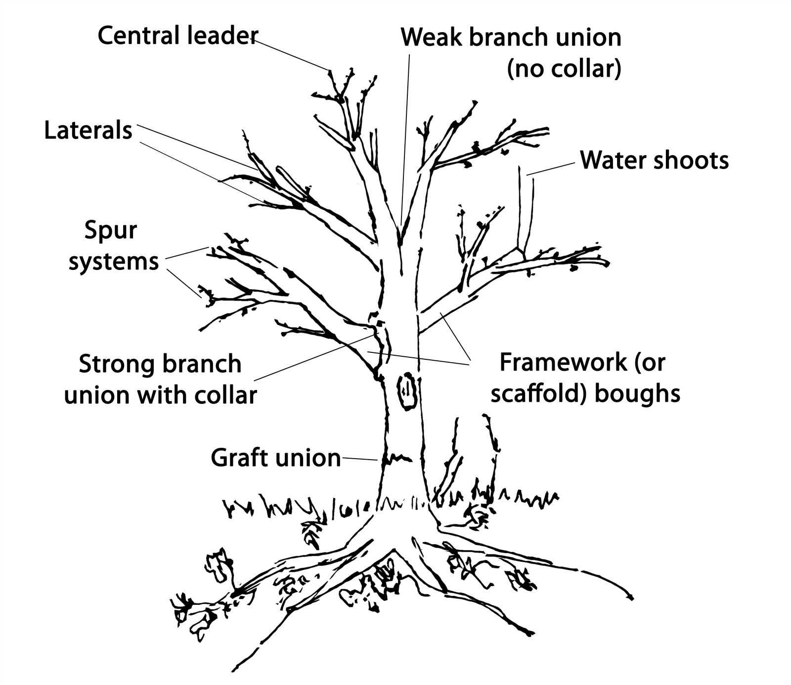 parts of a tree diagram