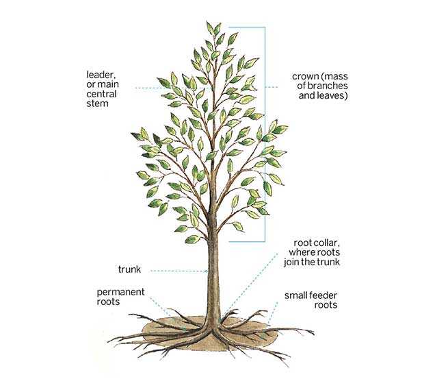 parts of a tree diagram