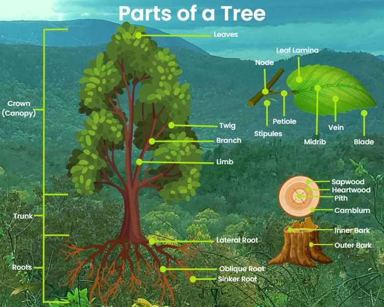 parts of a tree diagram