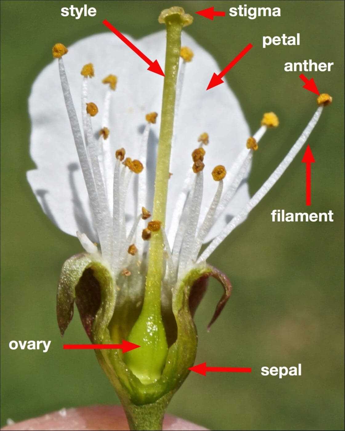 parts of a tulip diagram