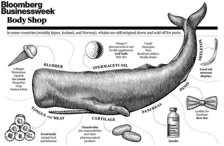 parts of a whale diagram