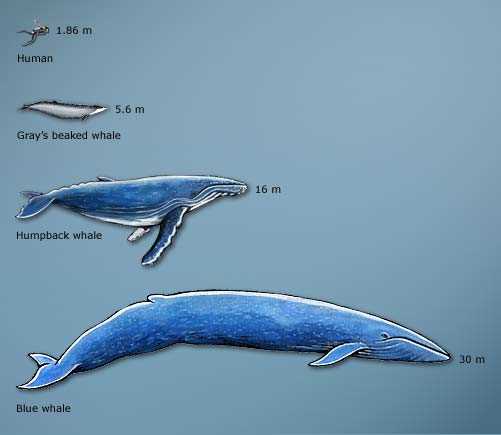 parts of a whale diagram