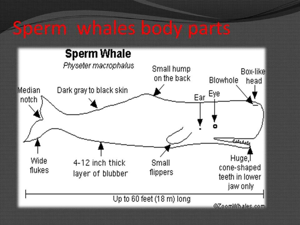 parts of a whale diagram