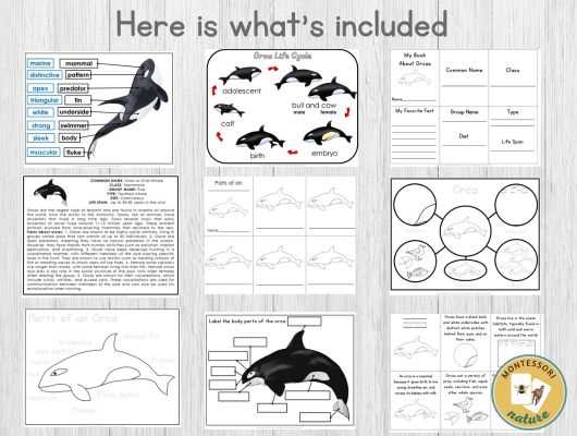 parts of a whale diagram