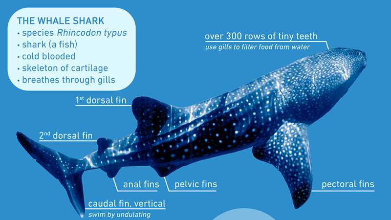 parts of a whale diagram