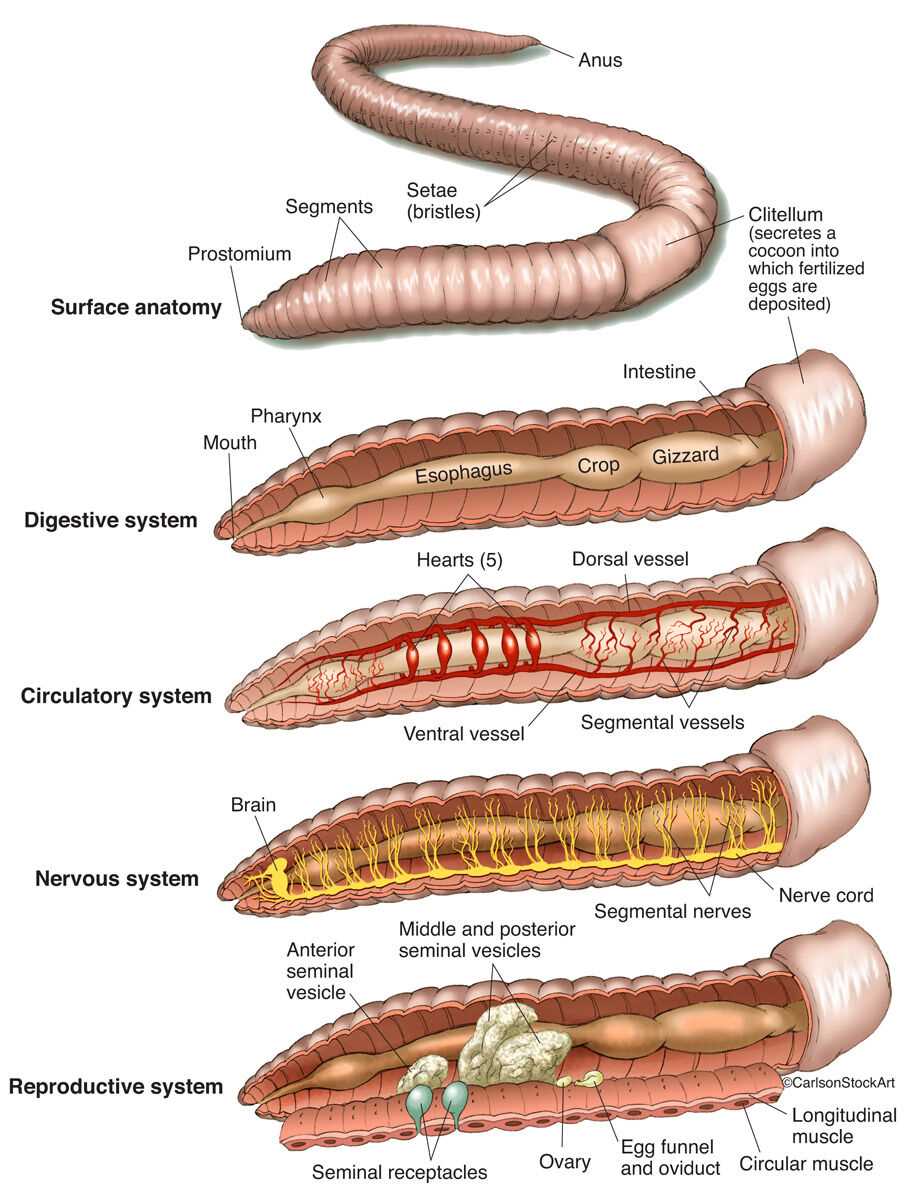 parts of a worm diagram