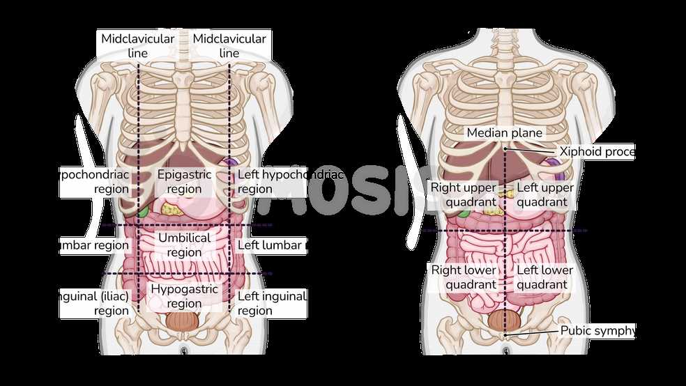 parts of abdomen diagram