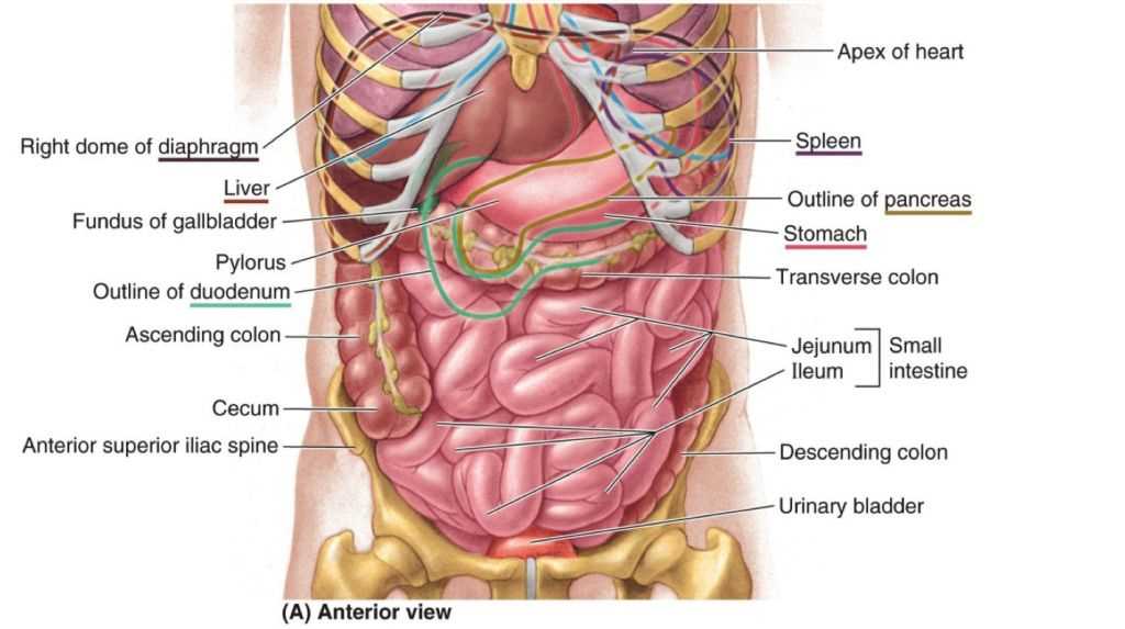 parts of abdomen diagram