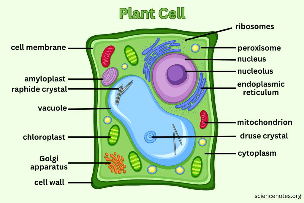 parts of an animal cell diagram