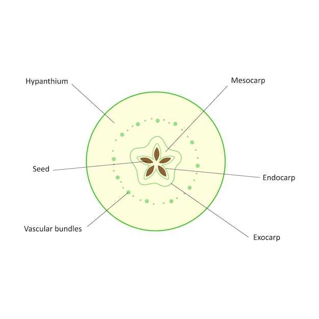 parts of an apple tree diagram