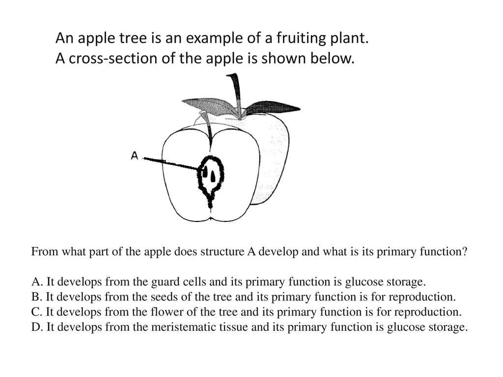 parts of an apple tree diagram