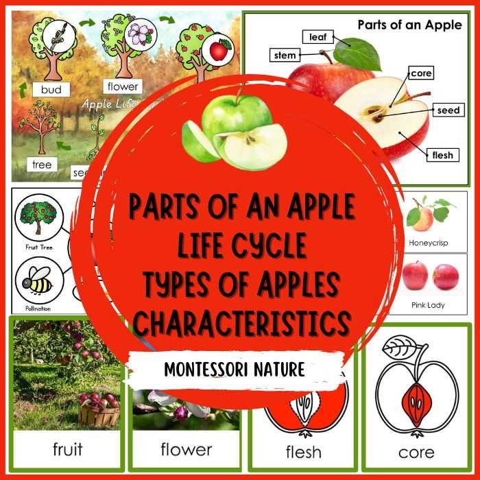 parts of an apple tree diagram