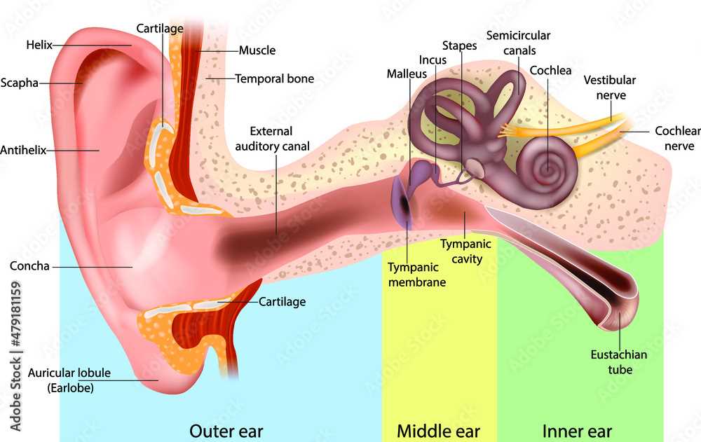 parts of an ear diagram