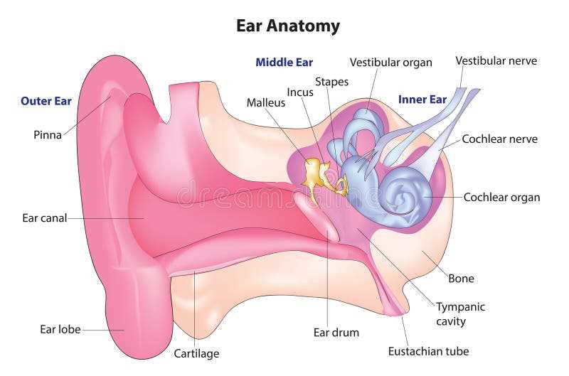 parts of an ear diagram