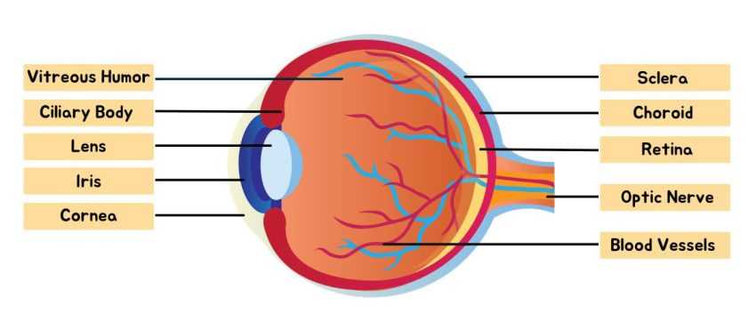 parts of an eye diagram