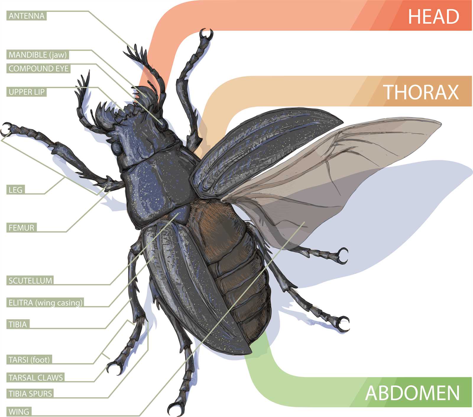 parts of an insect diagram