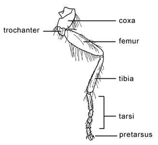 parts of an insect diagram