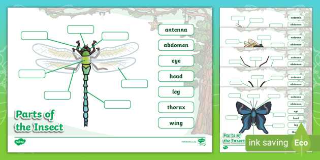 parts of an insect diagram