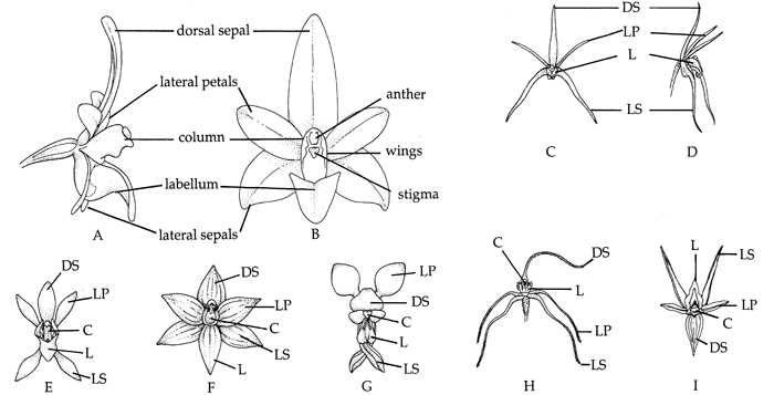 parts of an orchid diagram