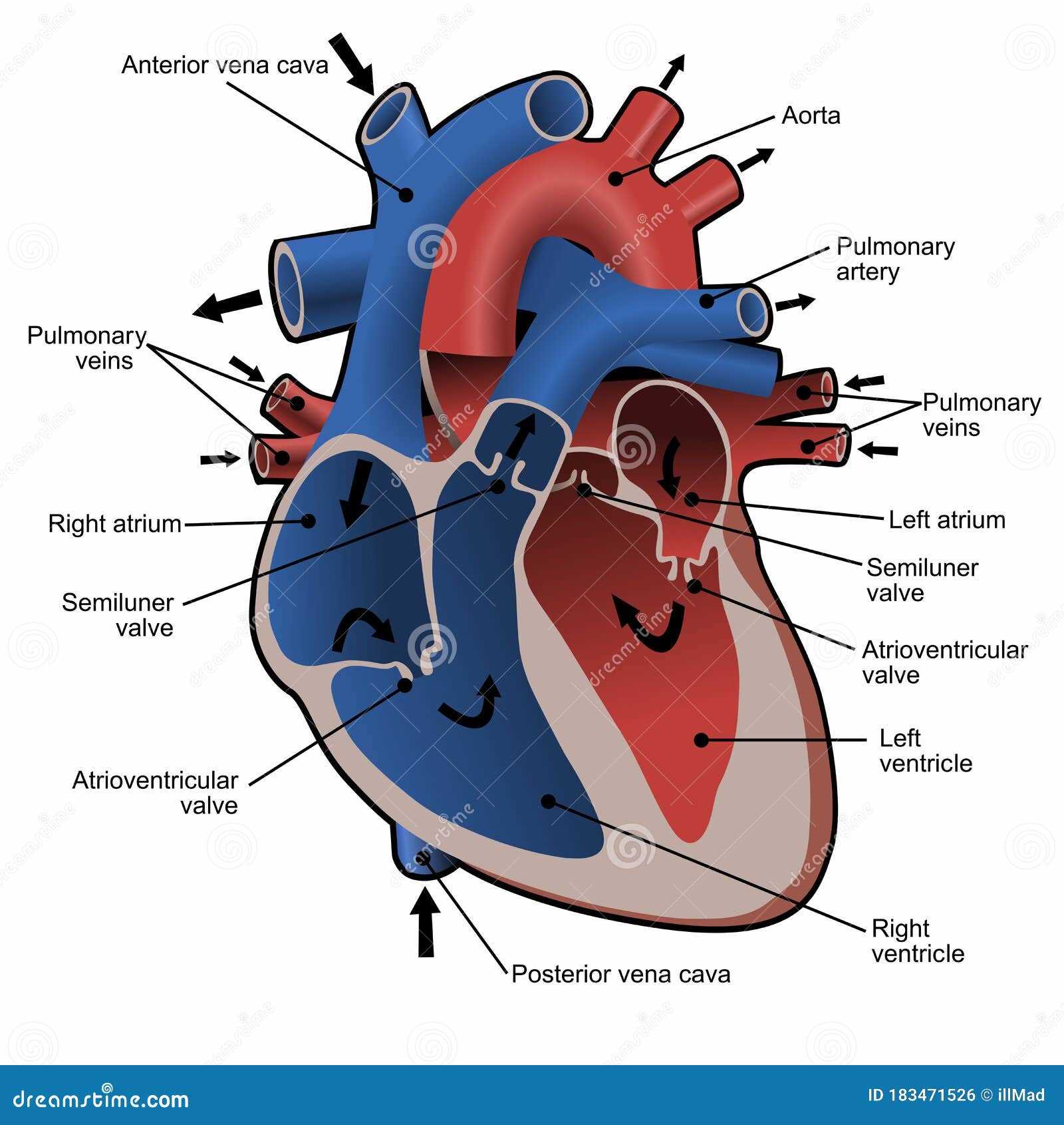 parts of blood diagram