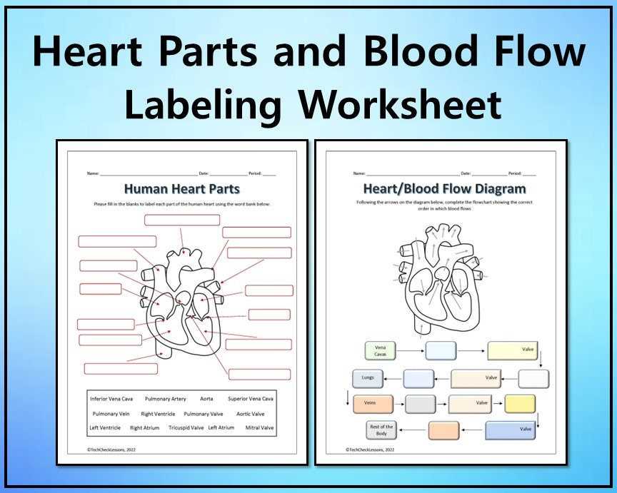 parts of blood diagram