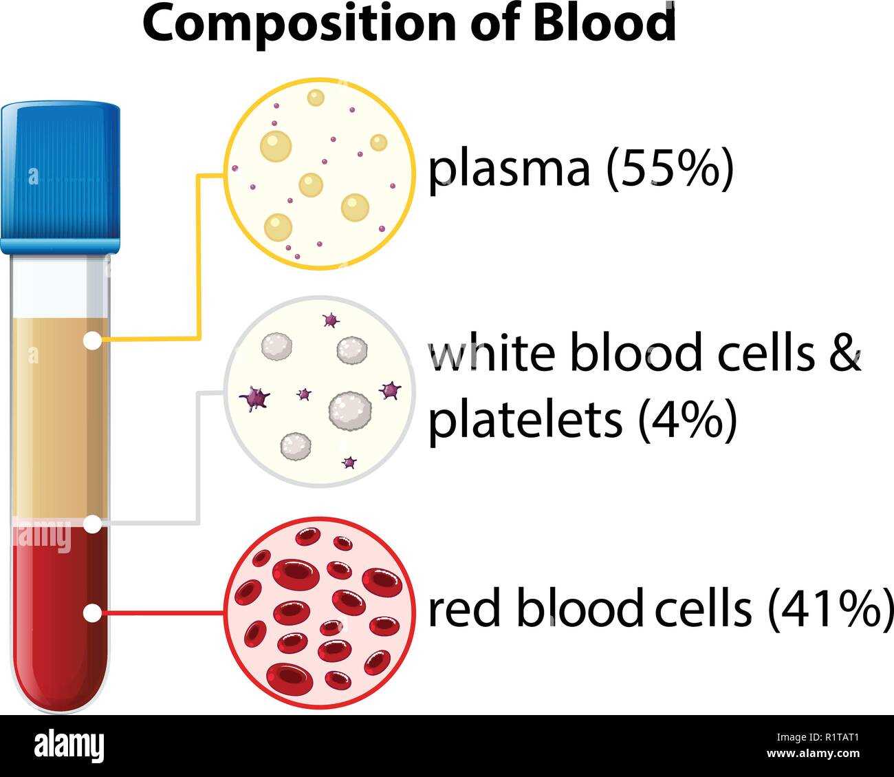 parts of blood diagram