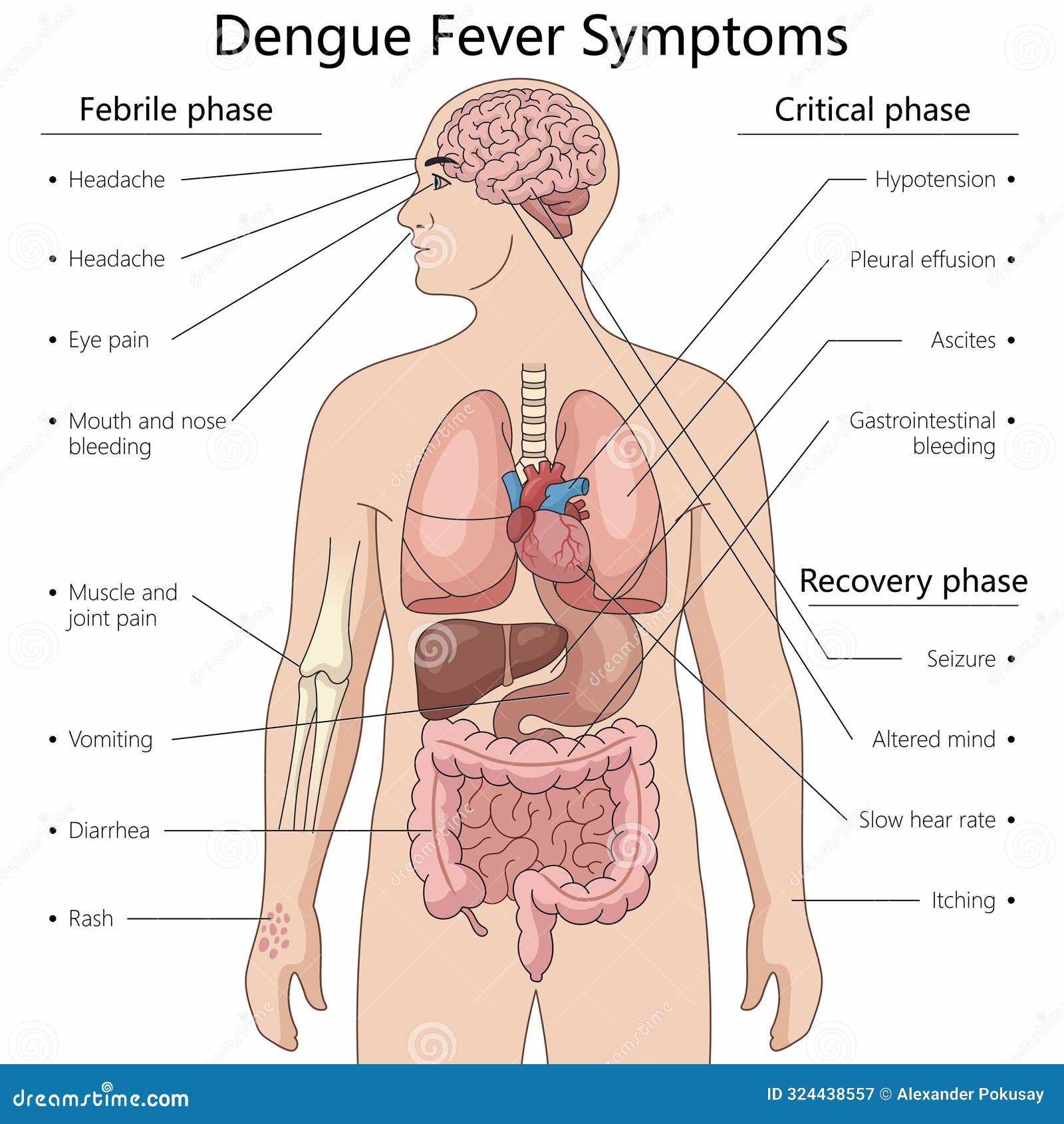 parts of body diagram
