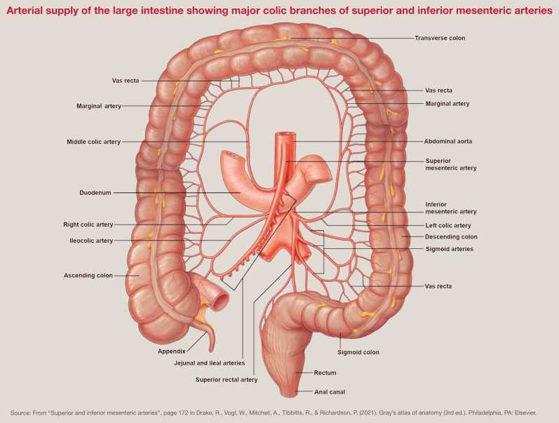 parts of bowel diagram