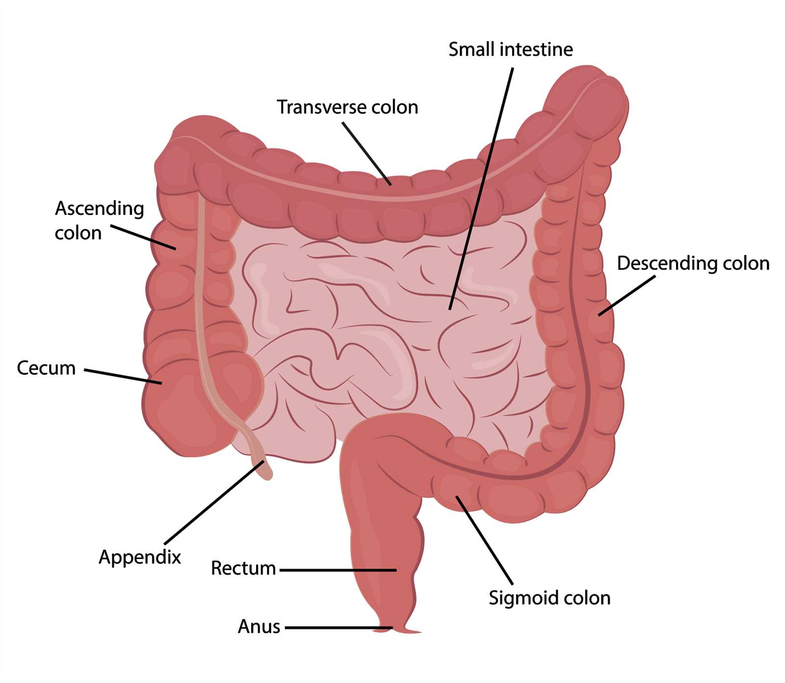 parts of bowel diagram