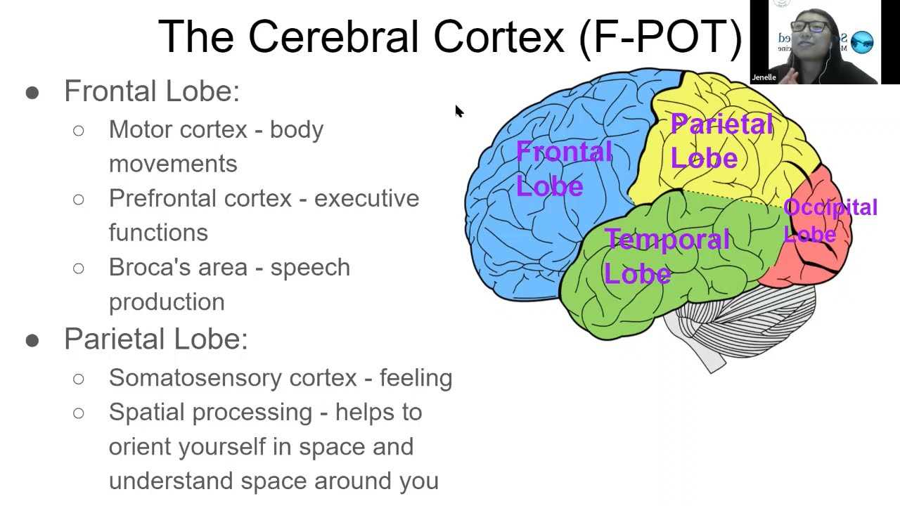 parts of brain and functions diagram mcat