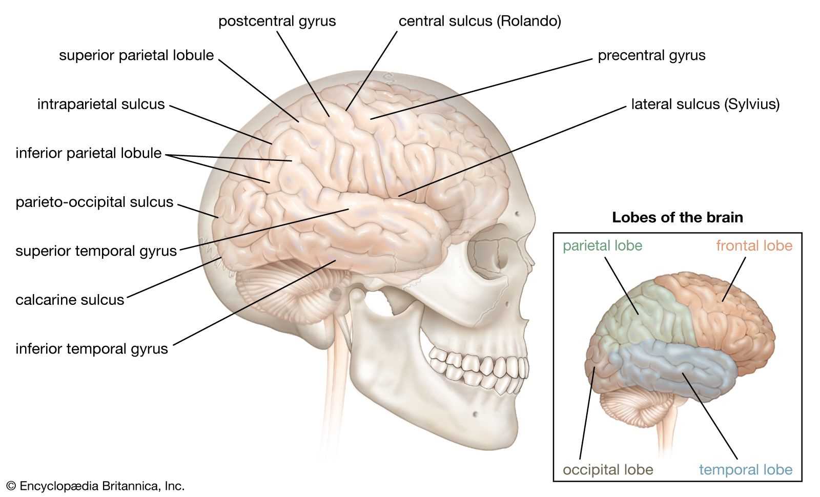 parts of brain diagram