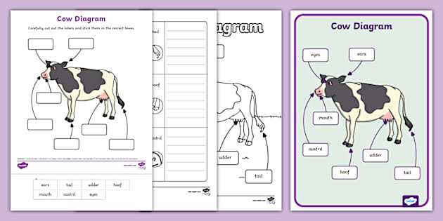 parts of cow diagram