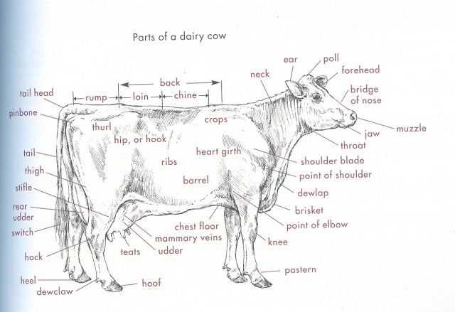 parts of cow diagram