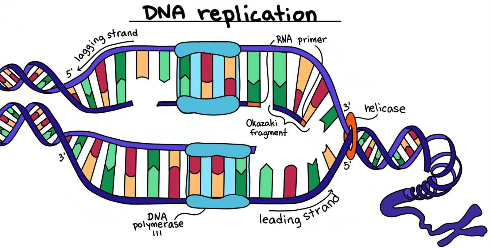 parts of dna diagram