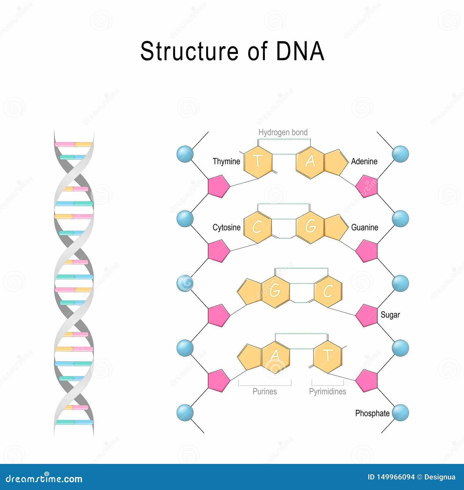 parts of dna diagram