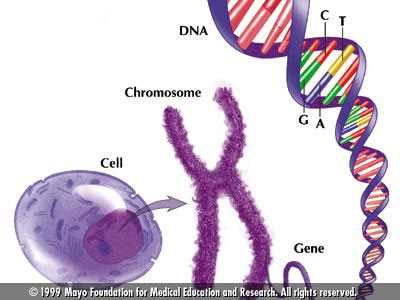 parts of dna diagram