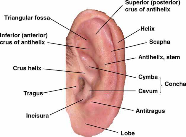 parts of ear diagram