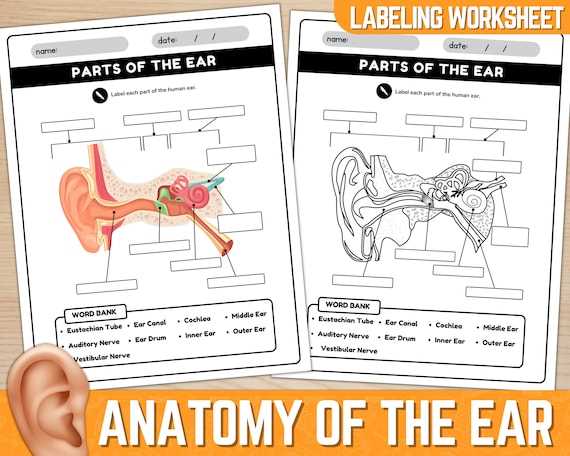 parts of ear diagram