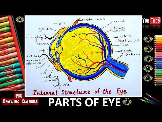 parts of eye diagram