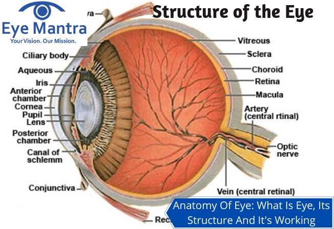 parts of eye diagram