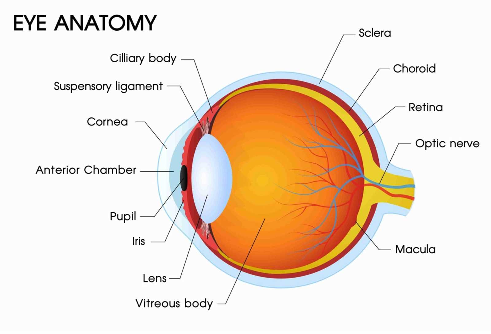 parts of eye diagram