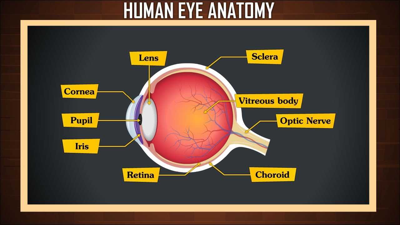 parts of eye with diagram