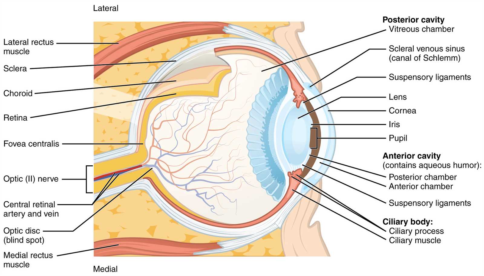 parts of eyeball diagram